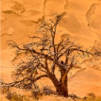 Sossusvlei_068_v0-1_Site1200x600